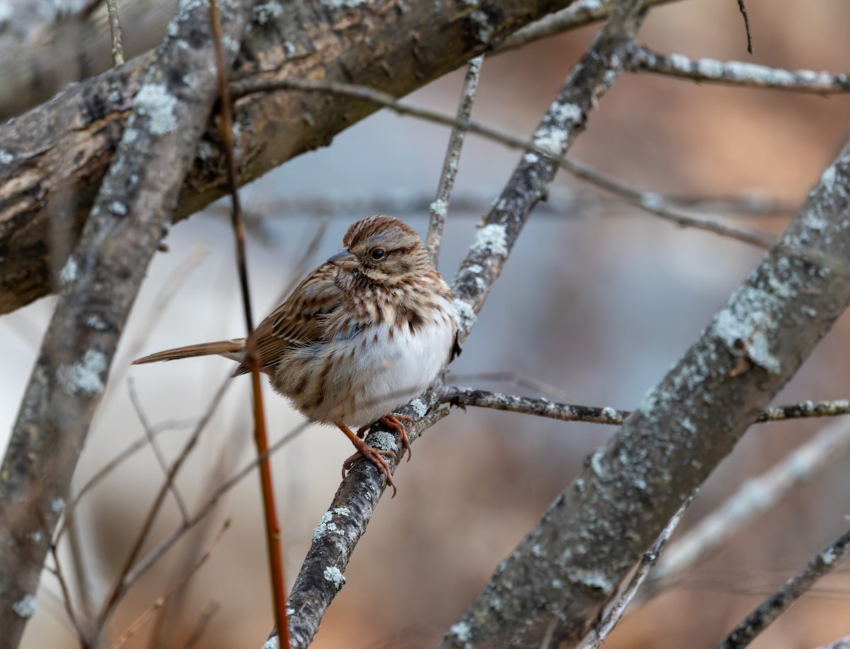 strnadec zpěvný - ML646917298