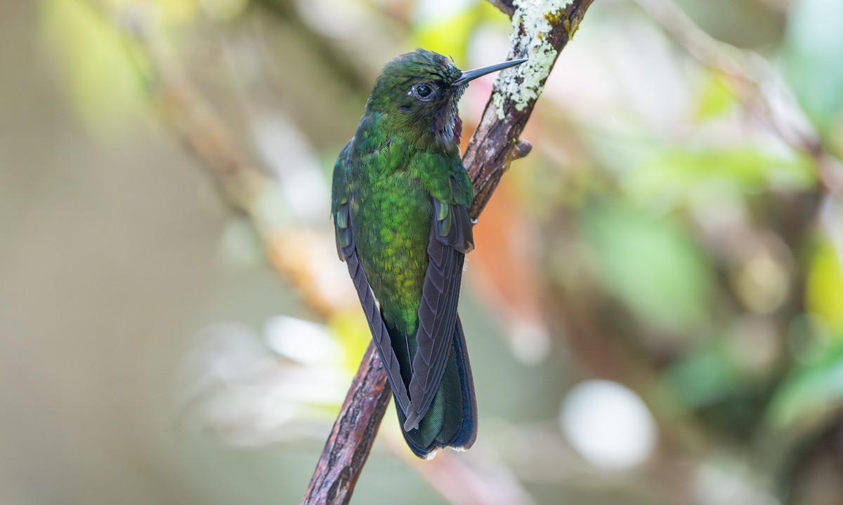 Amethyst-throated Sunangel - ML646917299