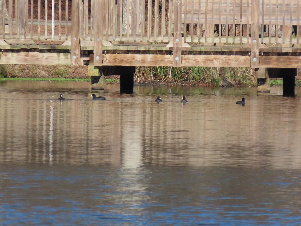 Kopetazuri amerikarra - ML646917300