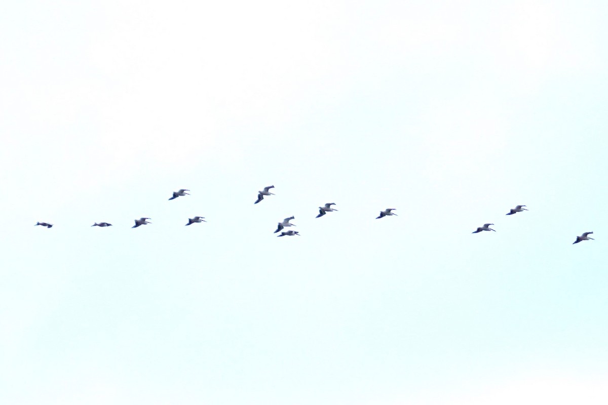 Pelikano zuri amerikarra - ML646917306