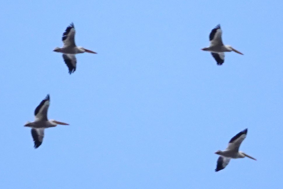 Pelikano zuri amerikarra - ML646917307