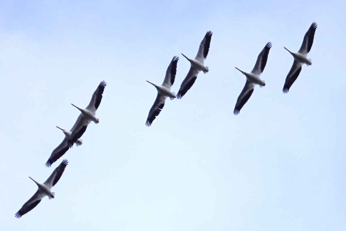 Pelikano zuri amerikarra - ML646917308