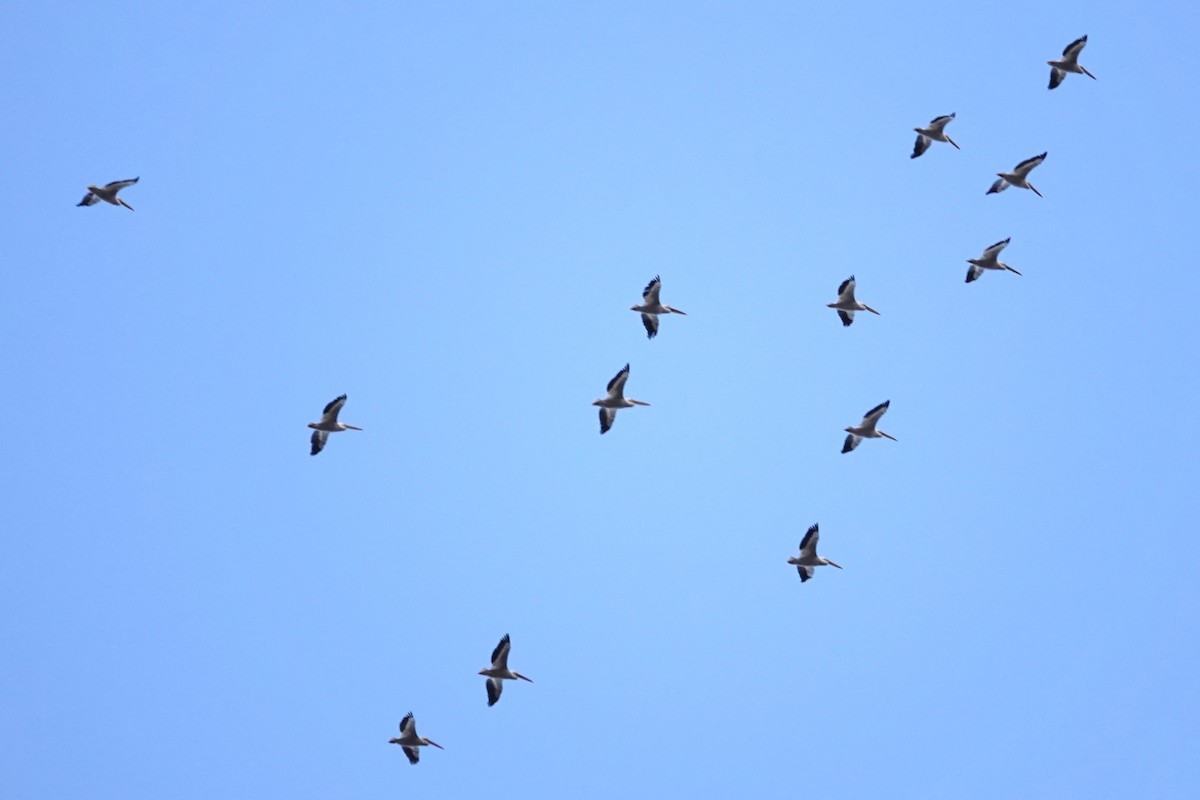 Pelikano zuri amerikarra - ML646917309