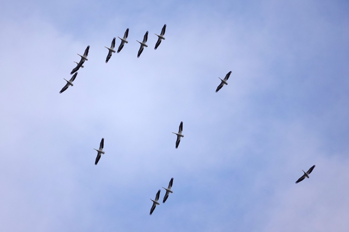 Pelikano zuri amerikarra - ML646917310