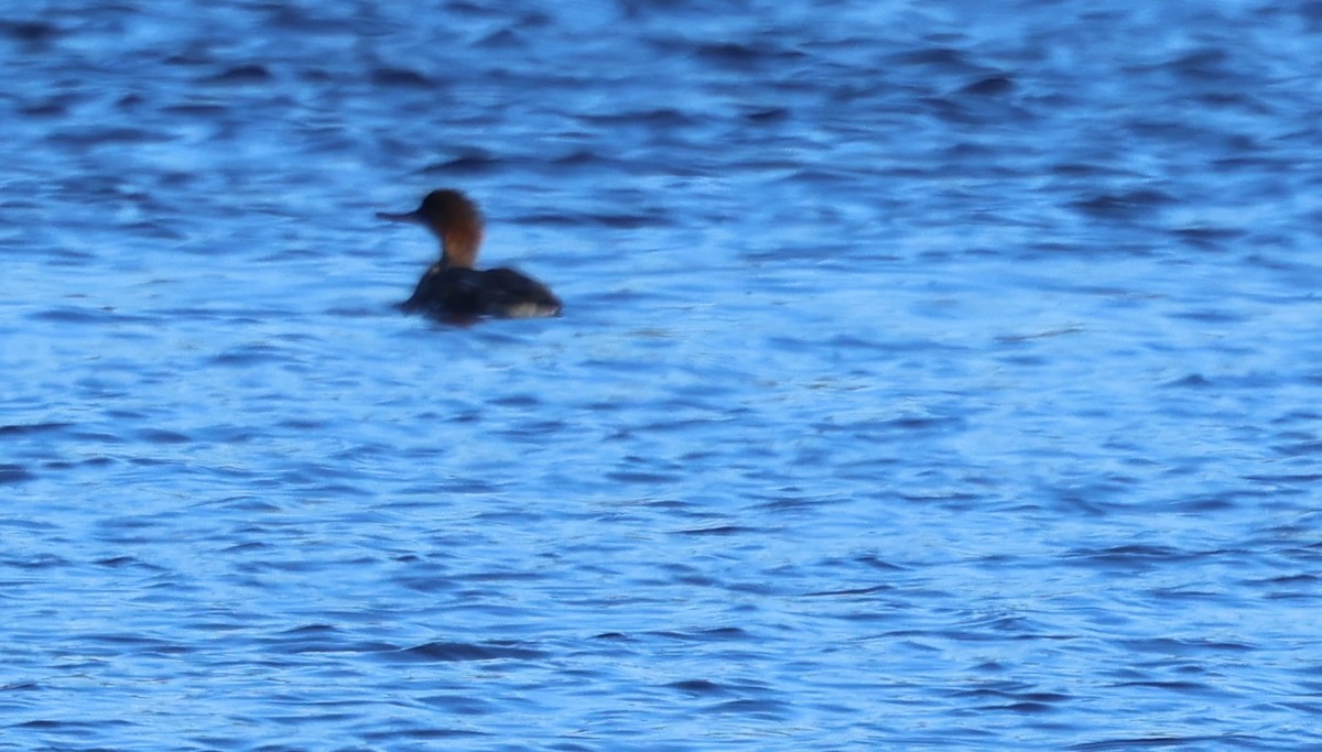 Serreta Mediana - ML646917313