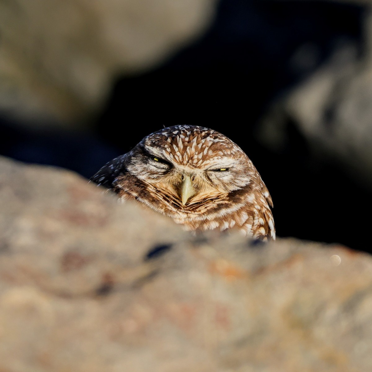 Burrowing Owl - ML646917314