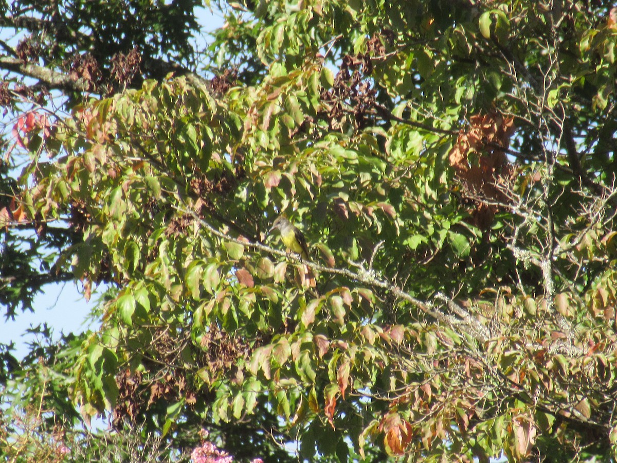 Great Crested Flycatcher - ML646917316