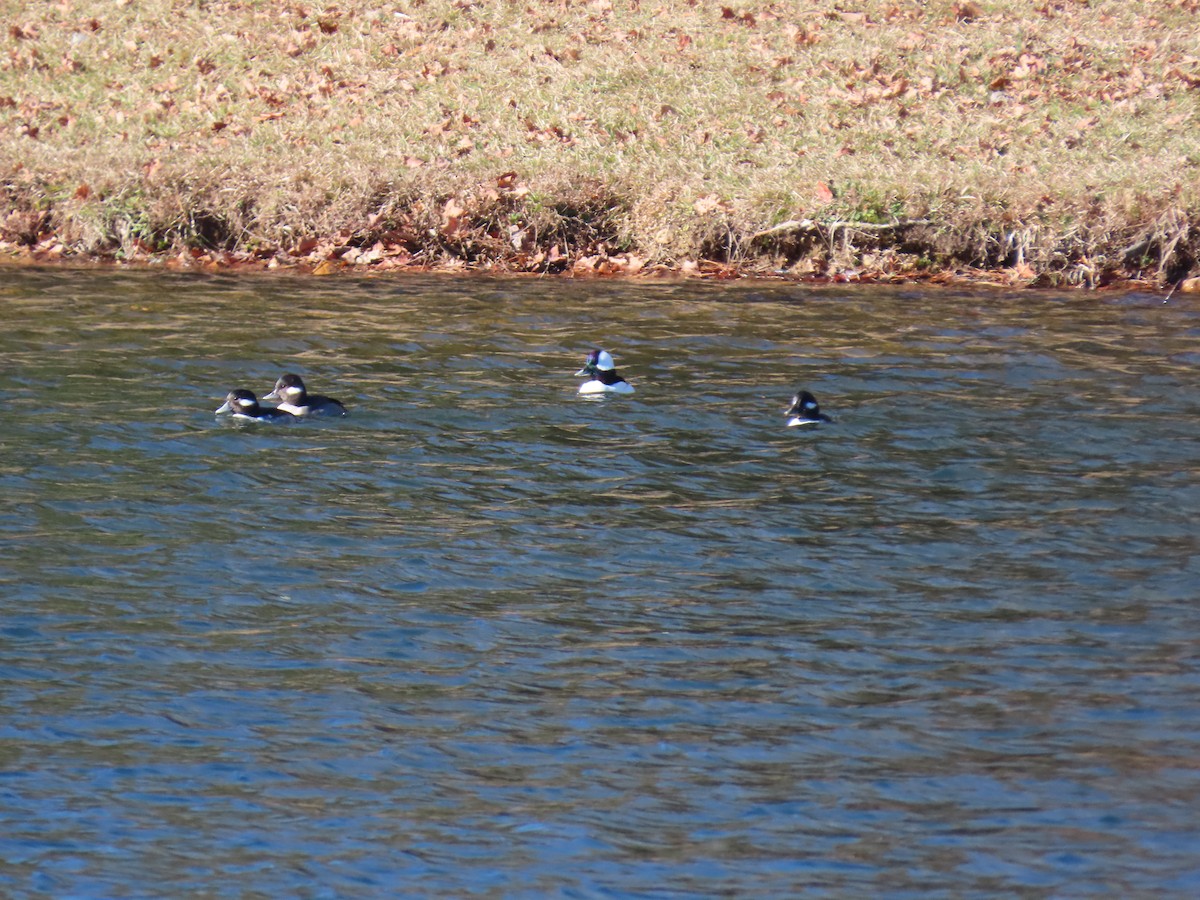 Murgilari buruzuria - ML646917317