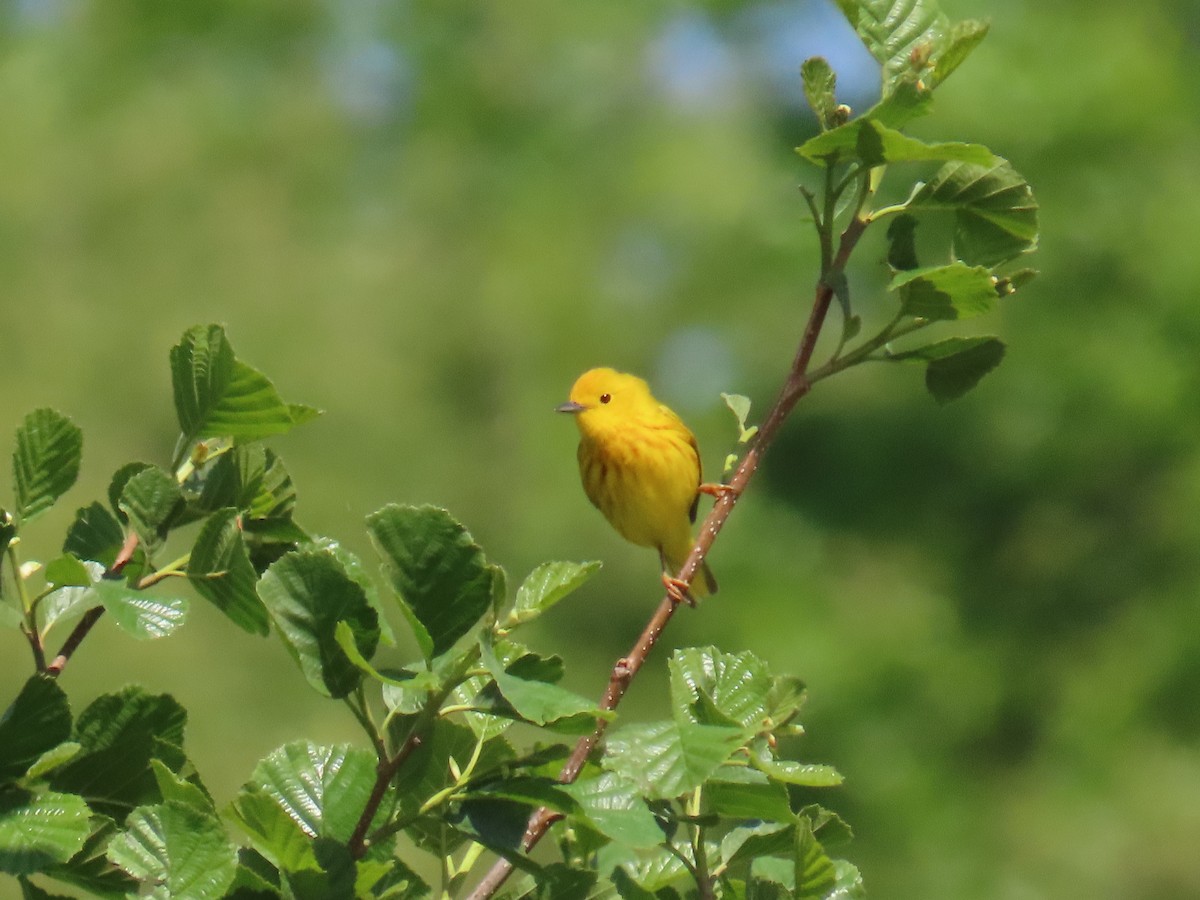 Northern Yellow Warbler - ML646917319