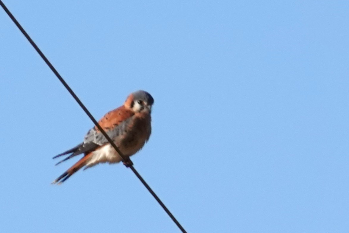 Belatz amerikarra - ML646917326