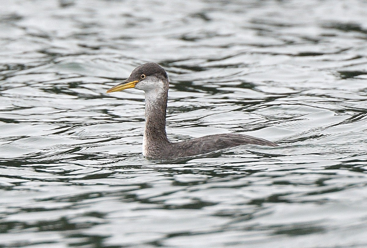 Red-necked Grebe - ML646917329
