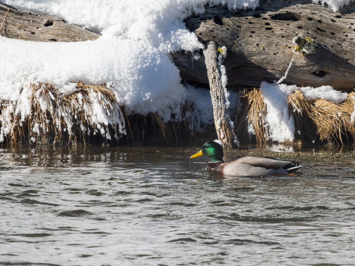 Mallard - ML646917331