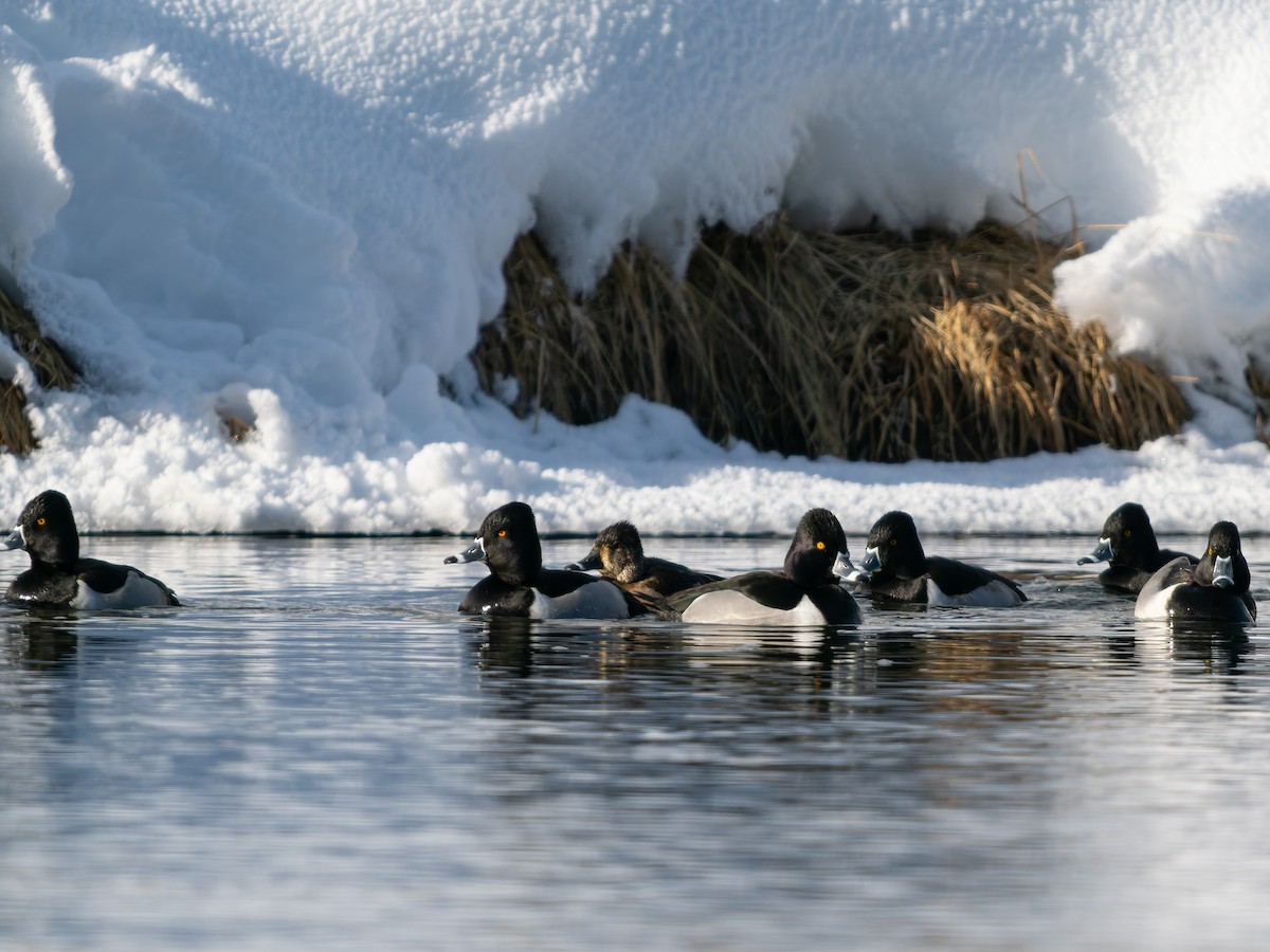 Ring-necked Duck - ML646917336