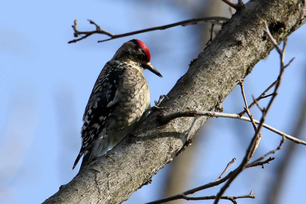 Yellow-bellied Sapsucker - ML646917341