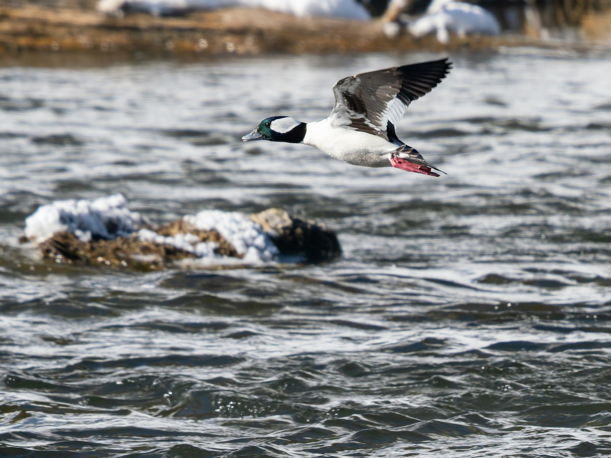 Bufflehead - ML646917344