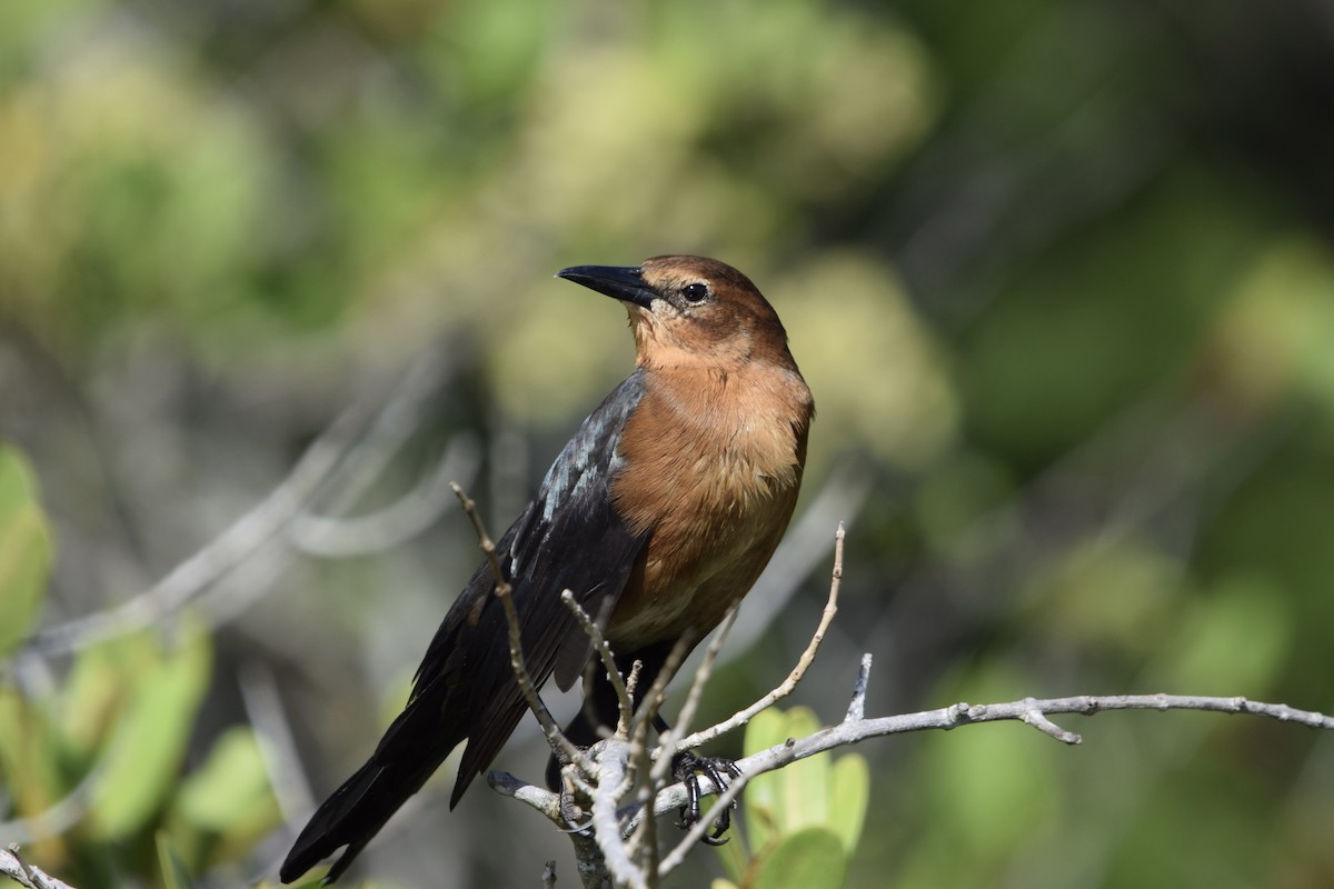 Zanate Marismeño - ML646917347