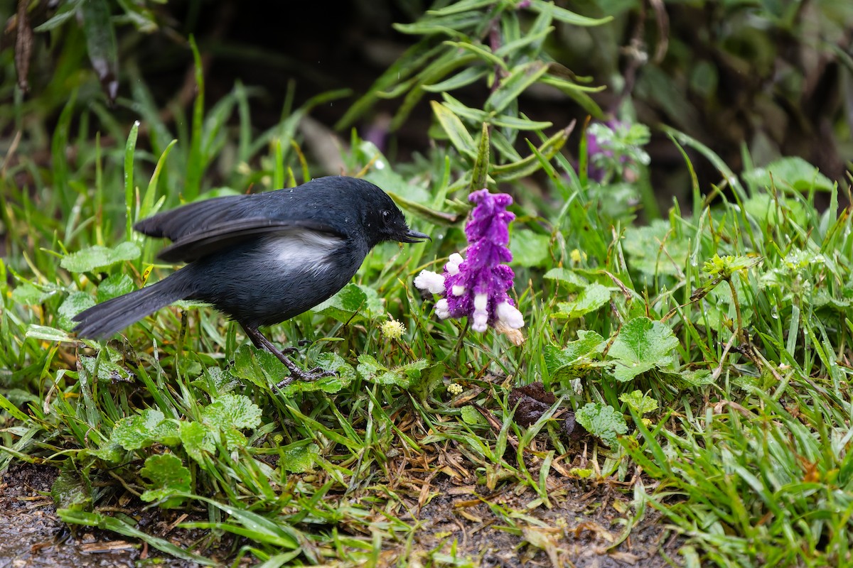 Белобокий цветокол - ML646917348