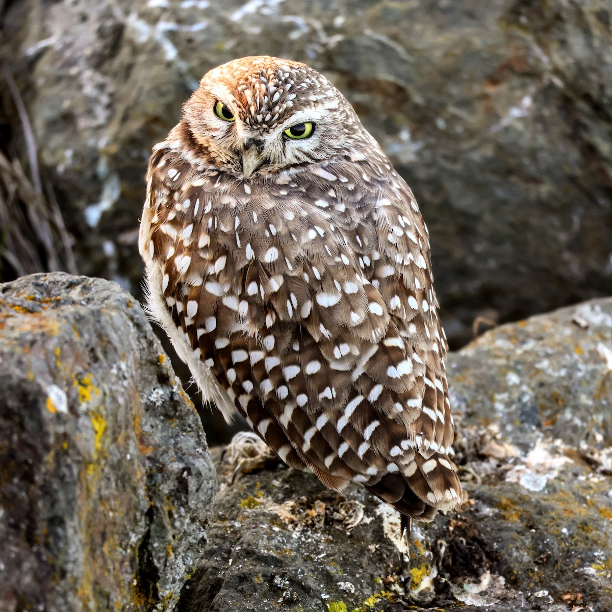 Burrowing Owl - ML646917354