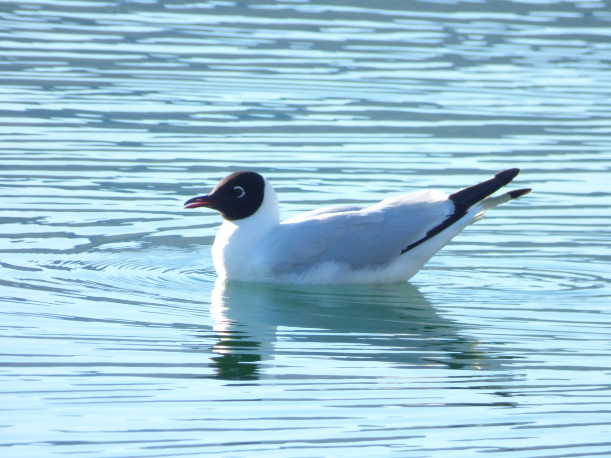 And Martısı - ML646917356