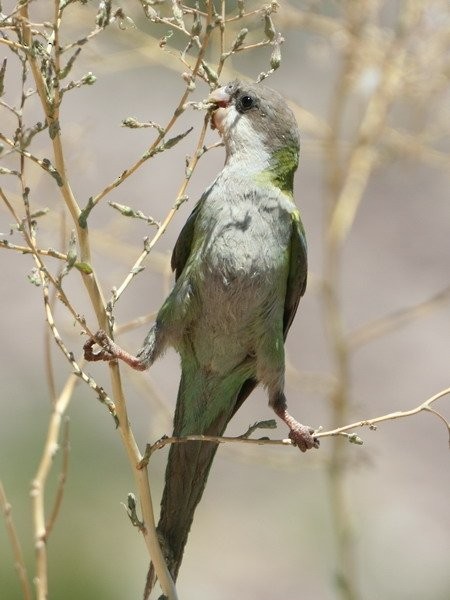 aymaraparakitt - ML646917357