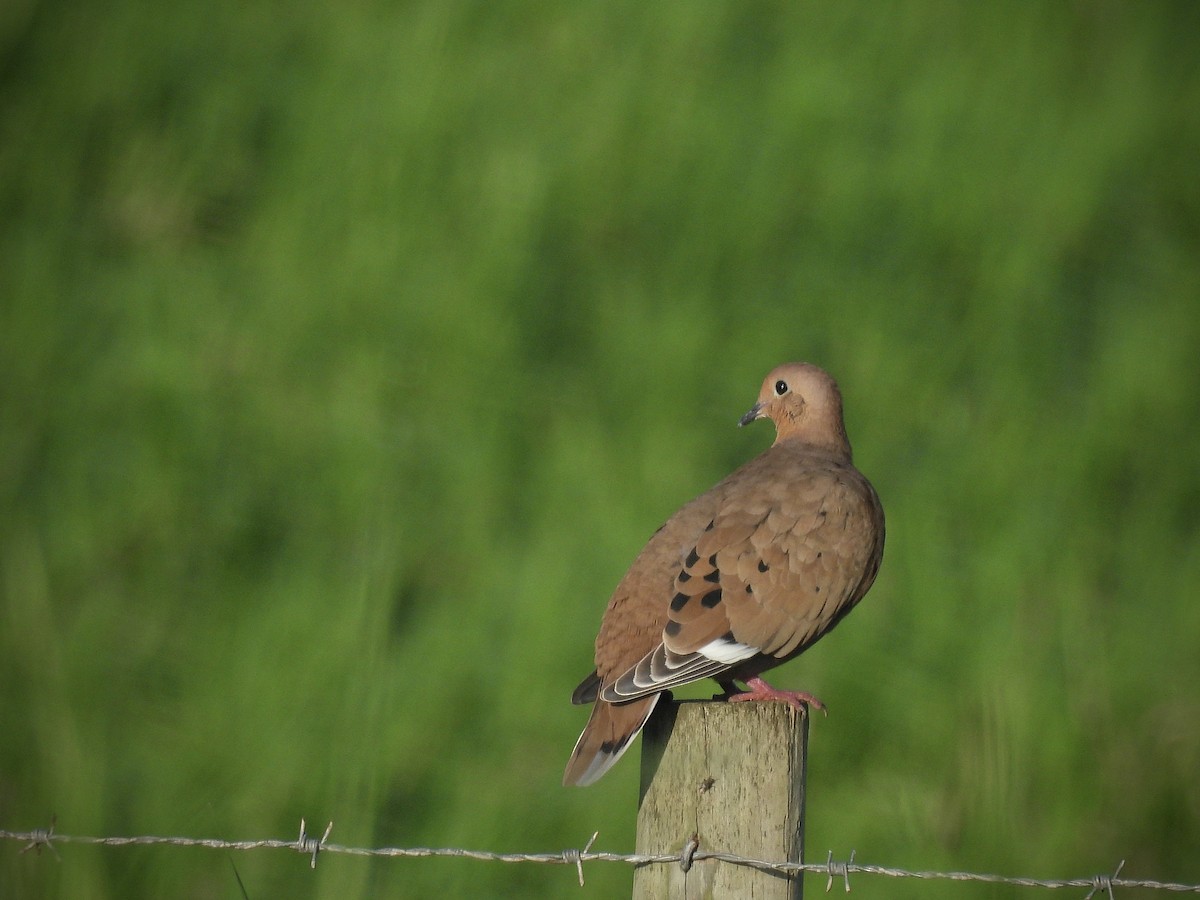 Zenaida Dove - ML646917362