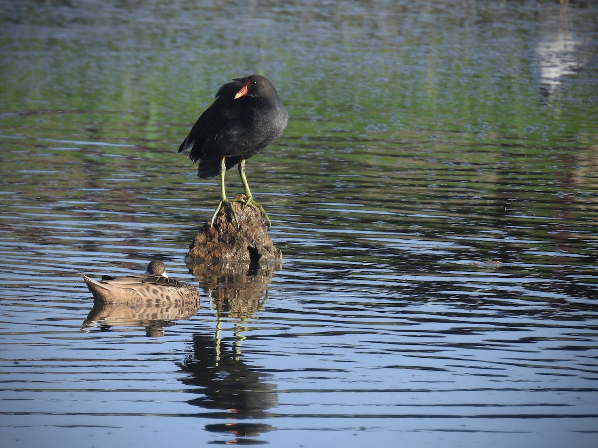 Gallinule d'Amérique - ML646917368
