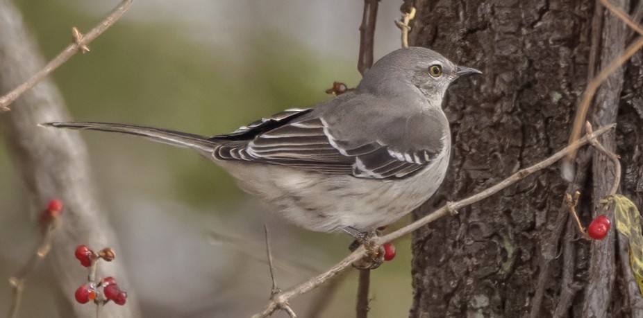 חקיינית צפונית - ML646917377