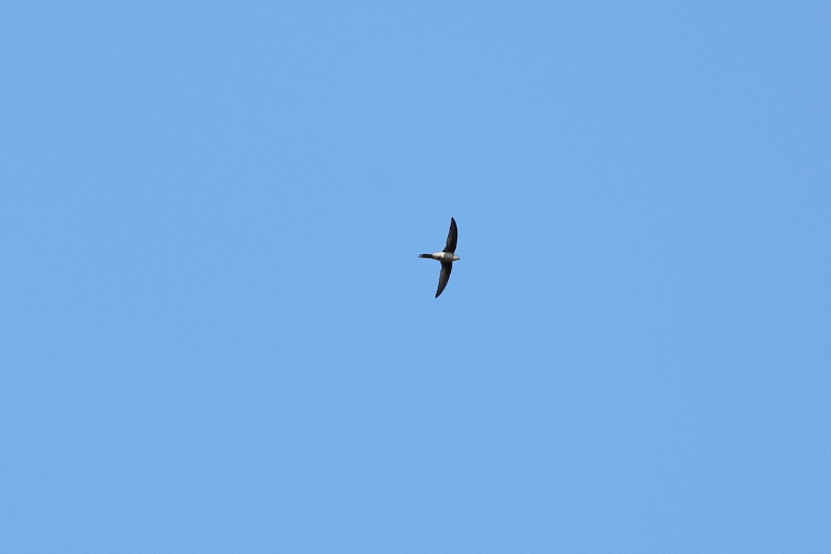 Asian Palm Swift - ML646917378