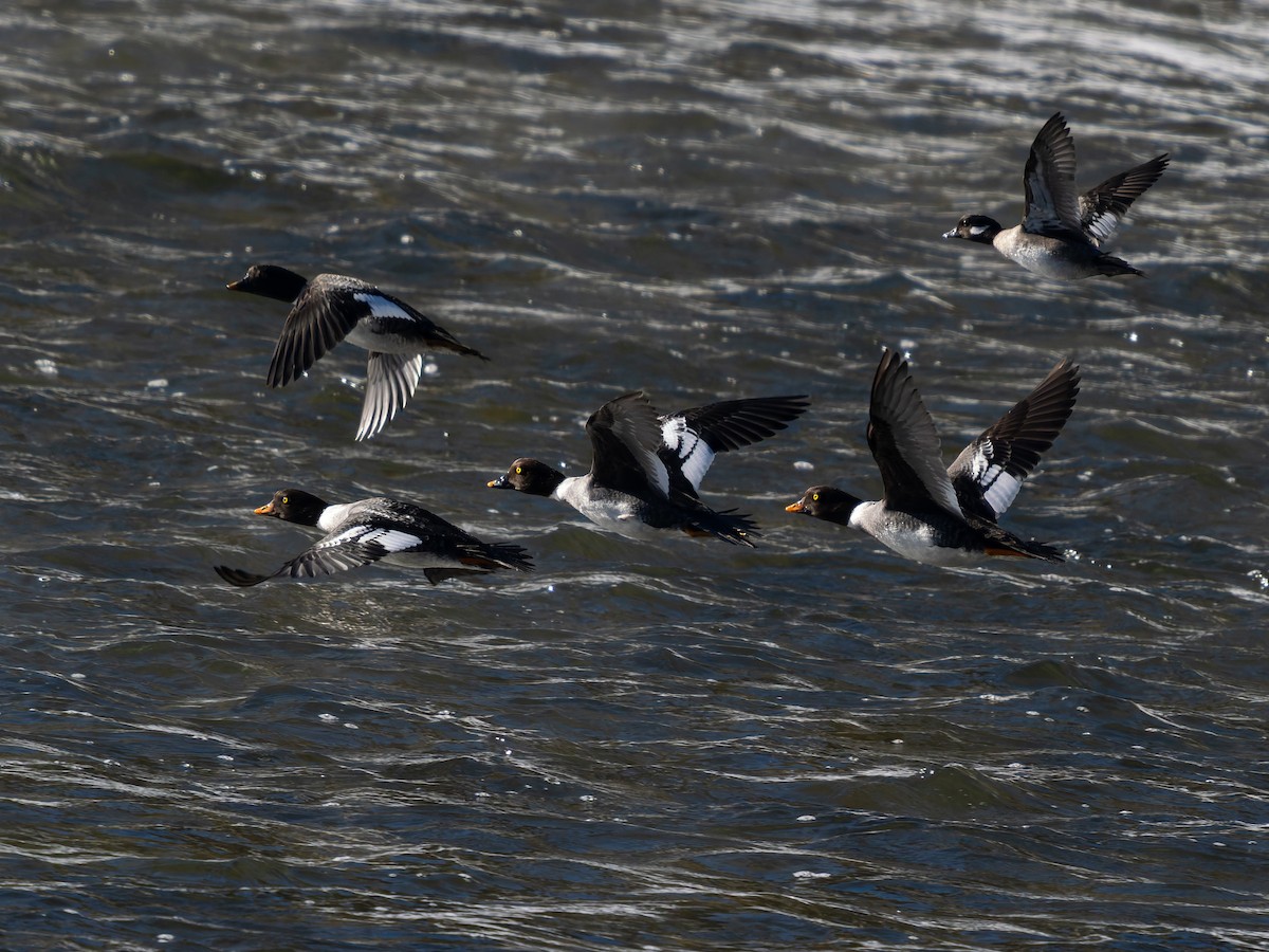 Common/Barrow's Goldeneye - ML646917380