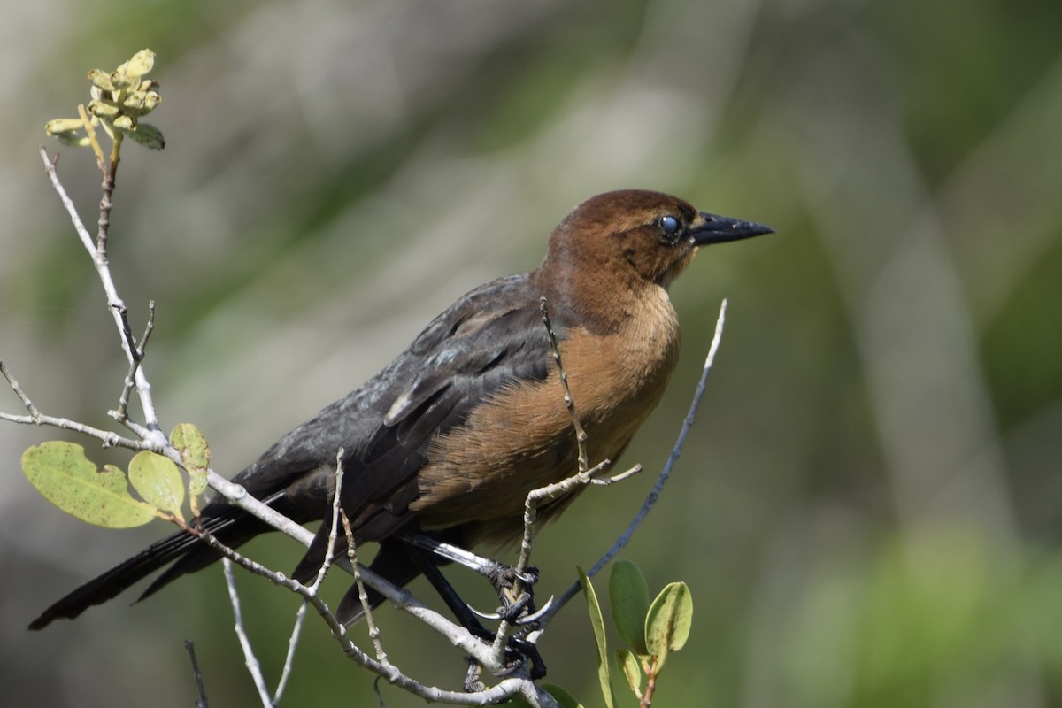 Zanate Marismeño - ML646917383