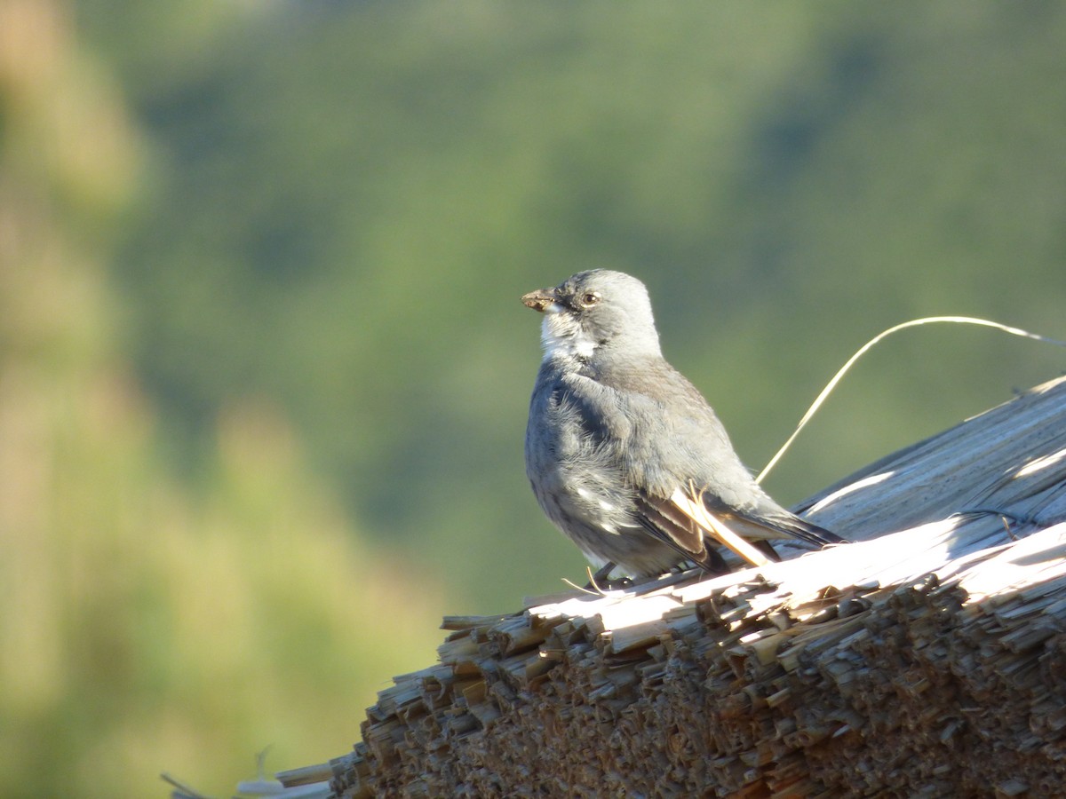 Duika İspinozu - ML646917387