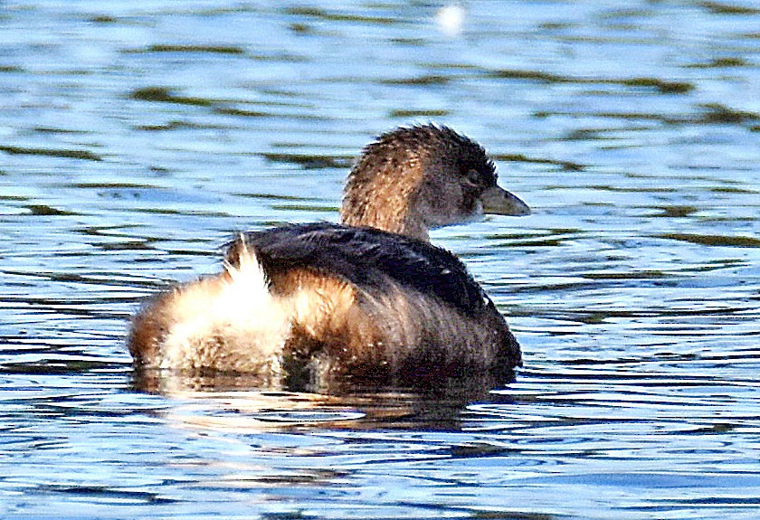 Pied-billed Grebe - ML646917399