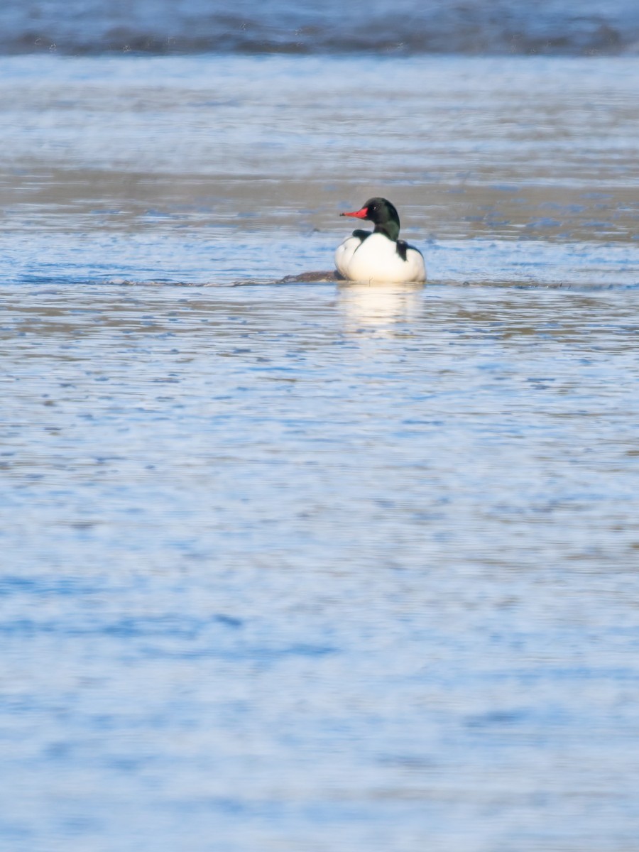 Common Merganser - ML646917404