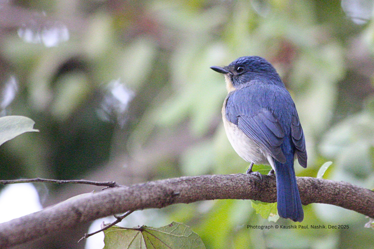 Tickell's Blue Flycatcher - ML646917405