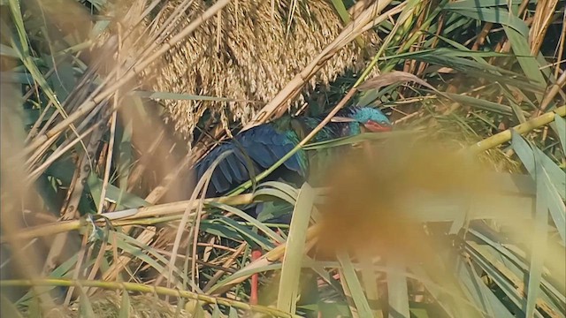 African Swamphen - ML646917408