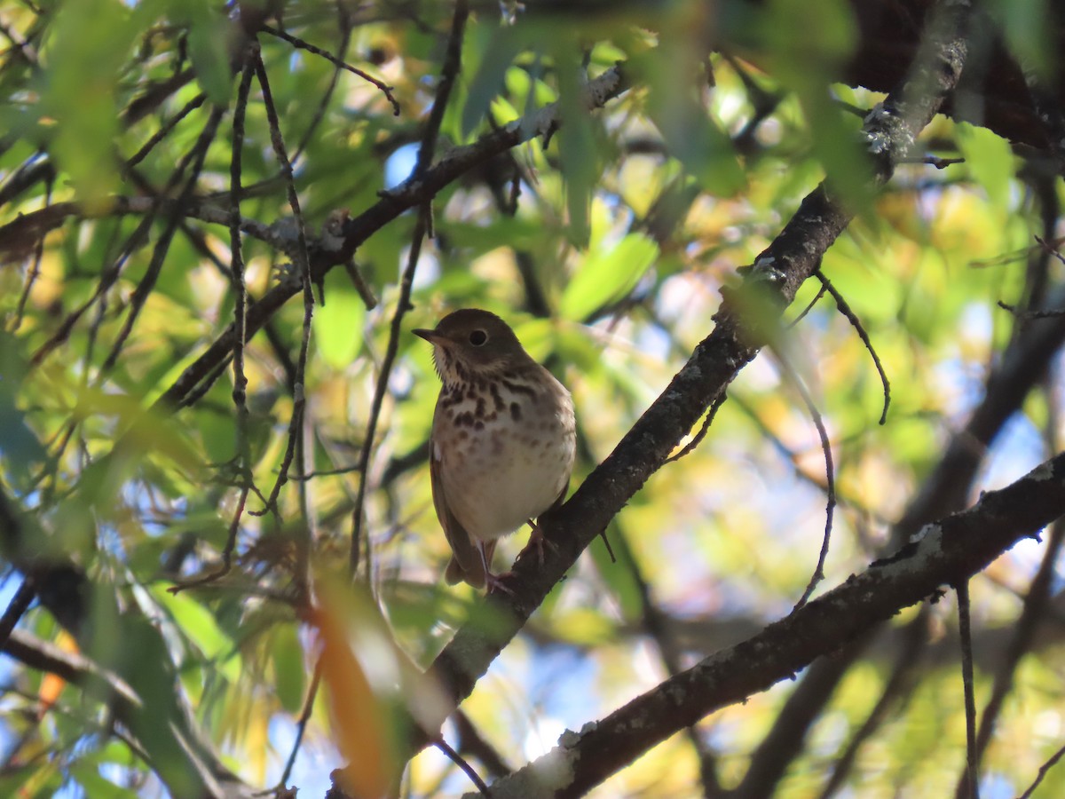 Hermit Thrush - ML646917410