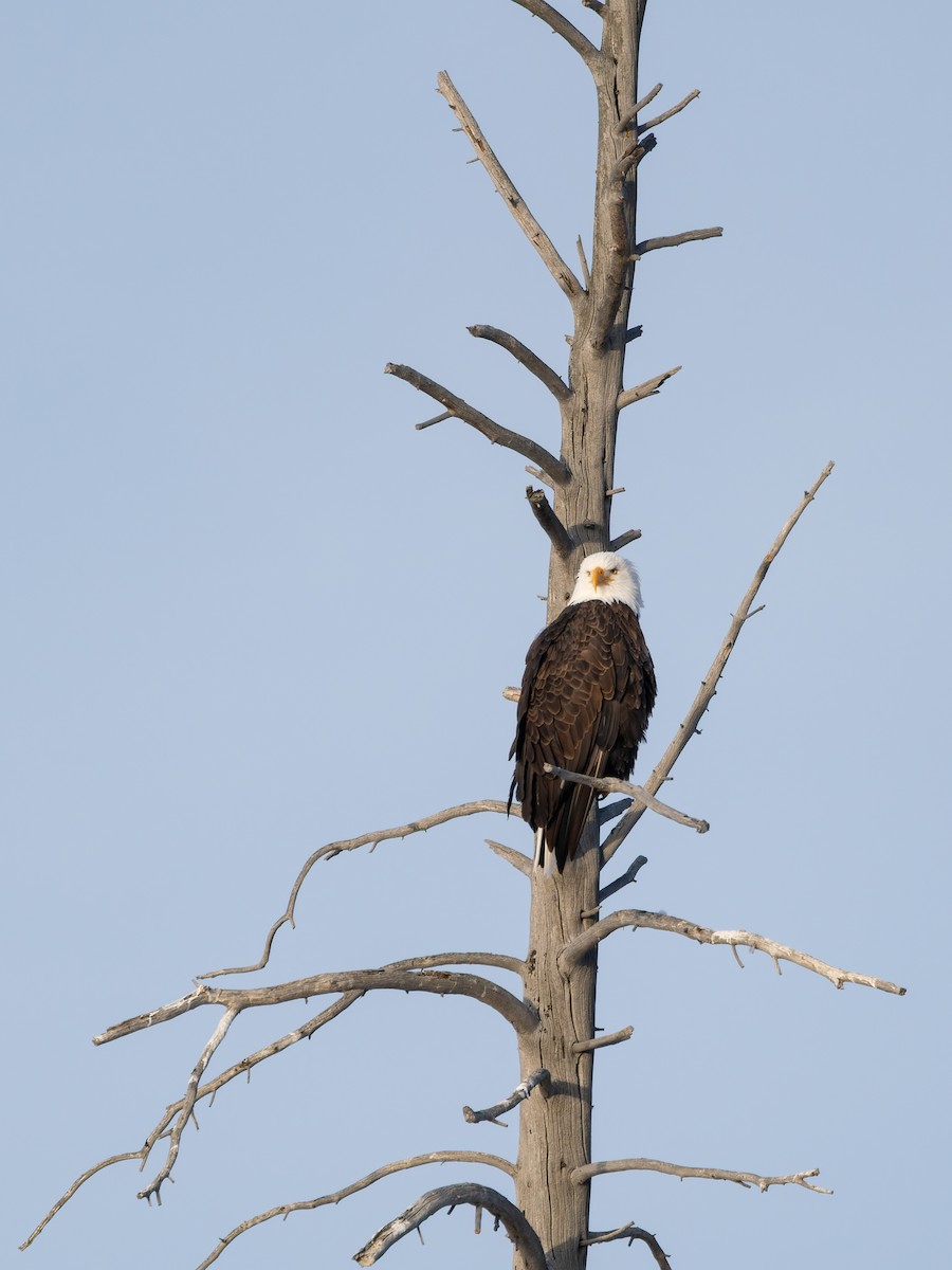 Bald Eagle - ML646917415