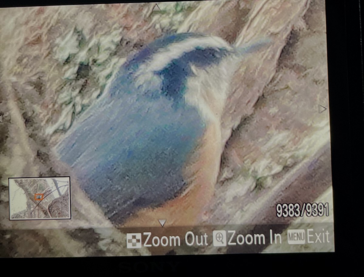 Red-breasted Nuthatch - ML646917419