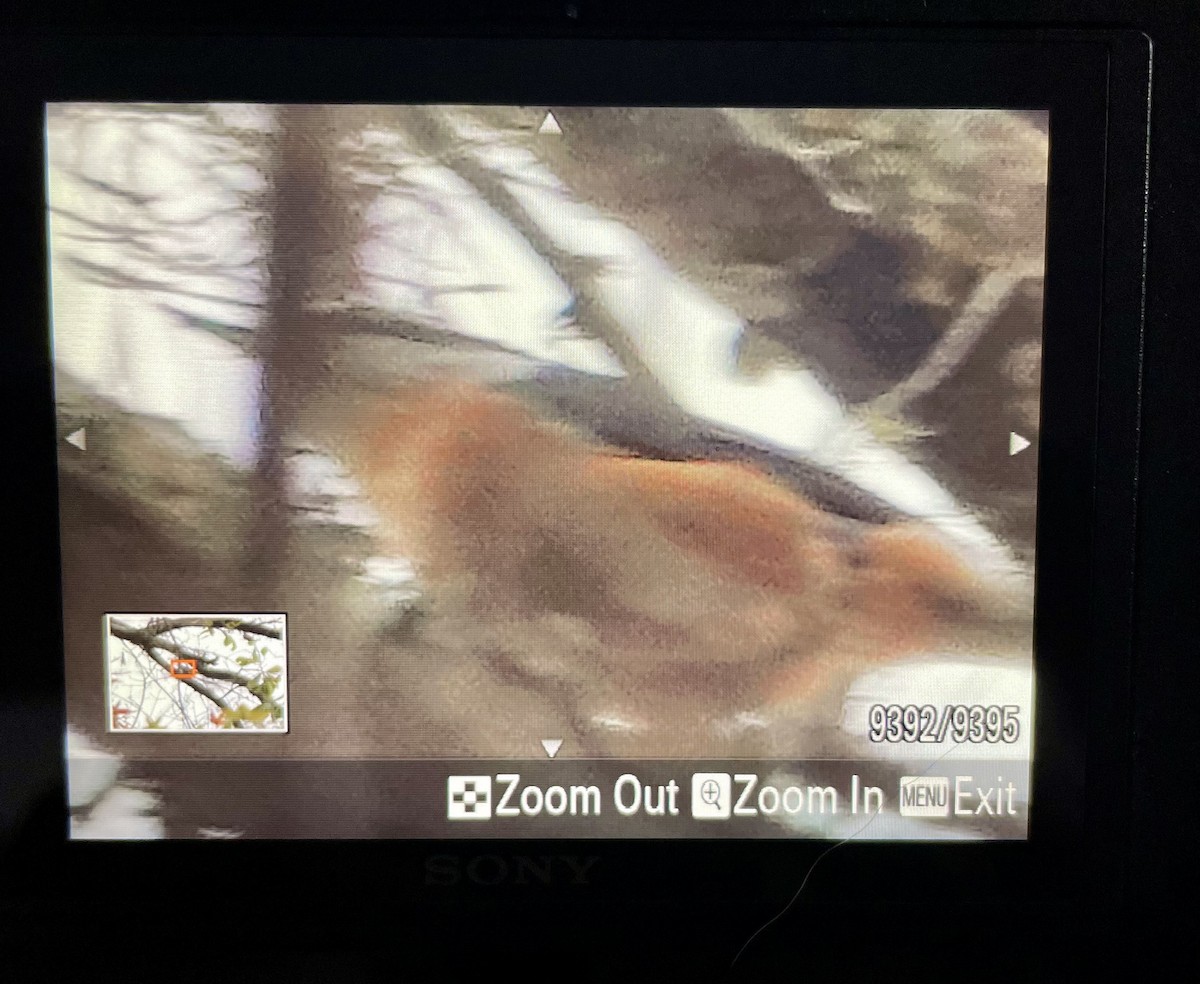 Red-breasted Nuthatch - ML646917420