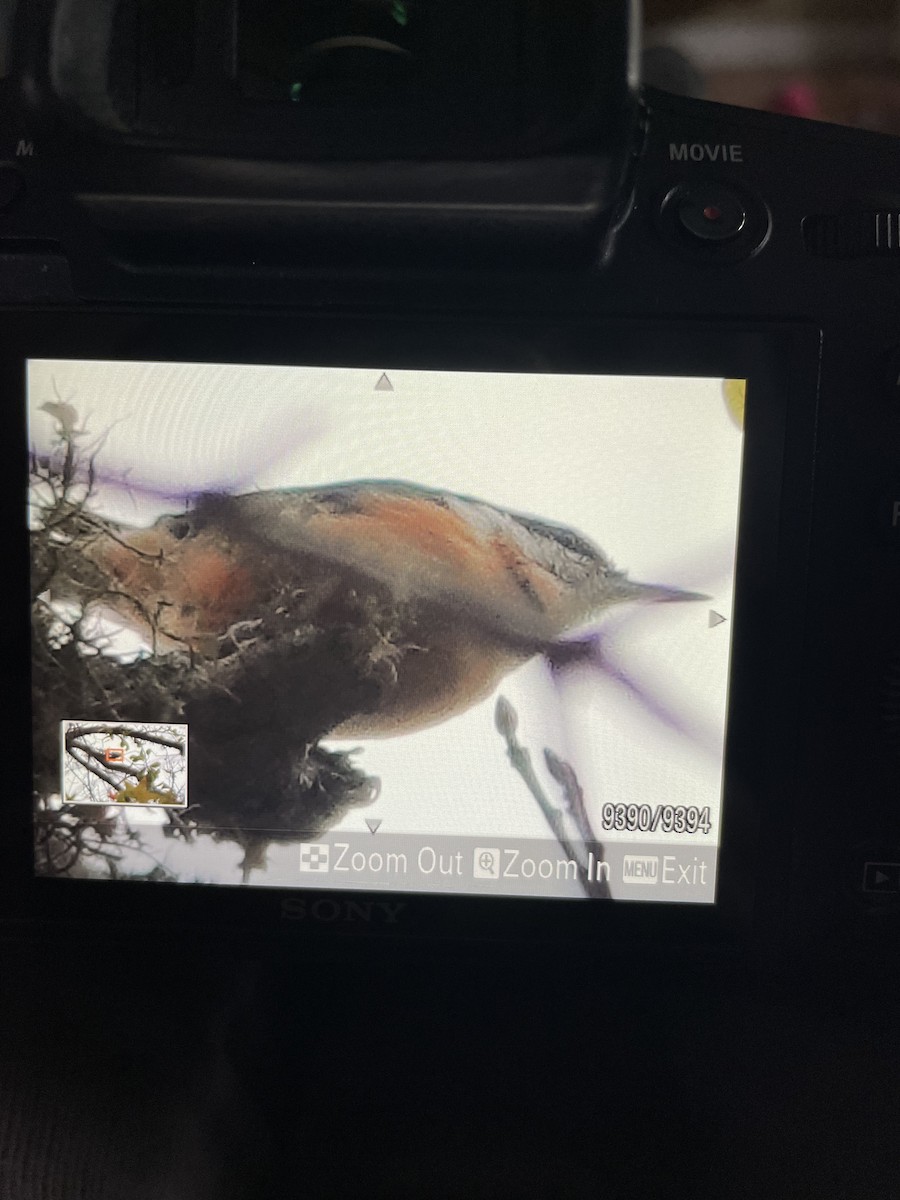 Red-breasted Nuthatch - ML646917421
