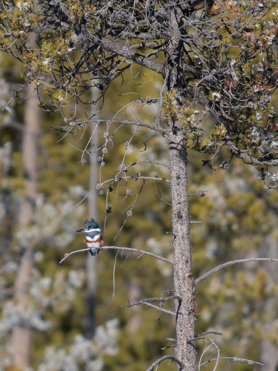 Belted Kingfisher - ML646917423