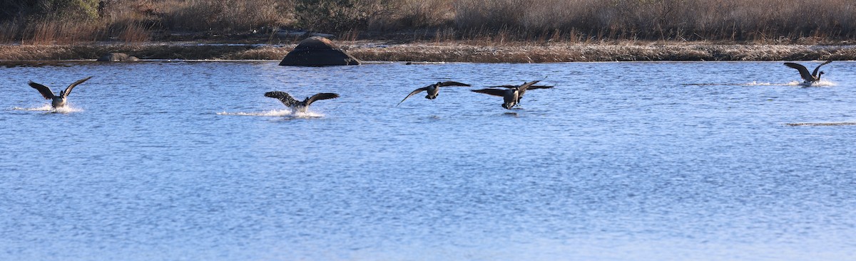 Barnacla Canadiense Grande - ML646917431