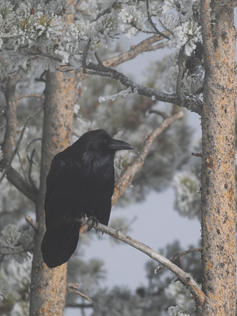 Common Raven - ML646917432