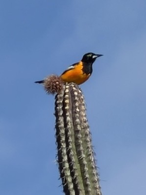 Venezuelan Troupial - ML646917436