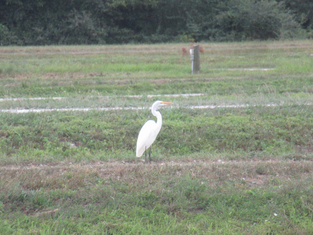 Great Egret - ML646917443