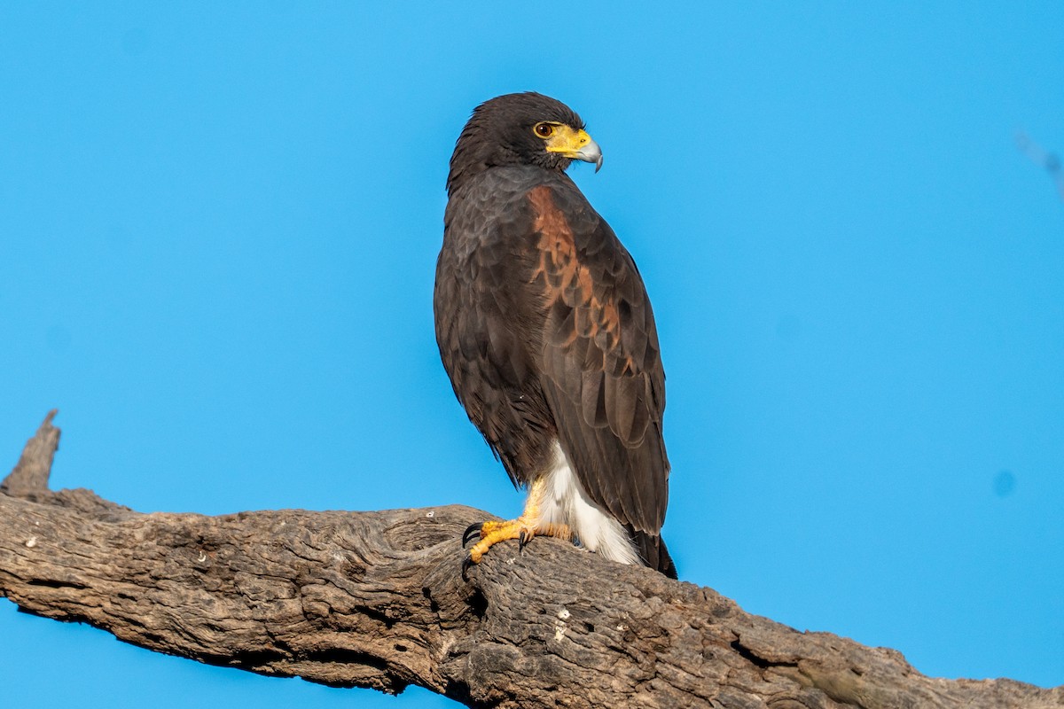 Harris's Hawk - ML646917448