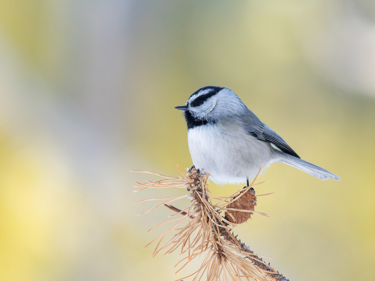 Mountain Chickadee - ML646917449