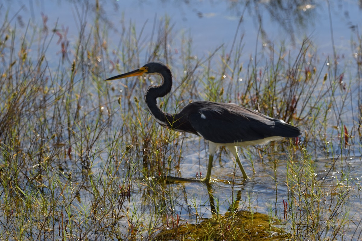 Garceta Tricolor - ML646917456