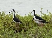 Black-necked Stilt - ML646917466