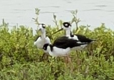 Black-necked Stilt - ML646917467